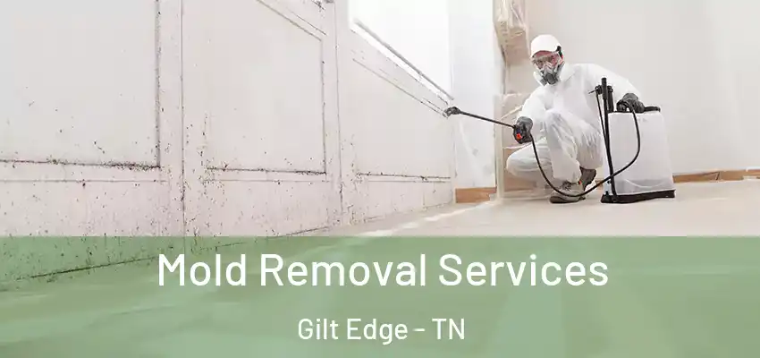 Mold Removal Services Gilt Edge - TN
