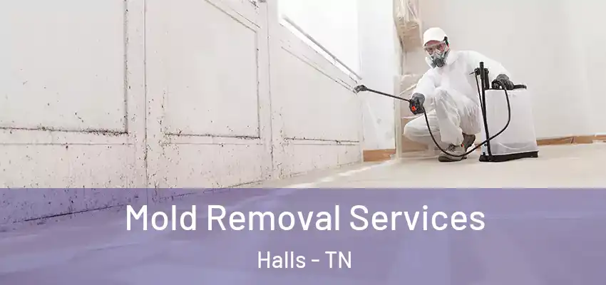 Mold Removal Services Halls - TN
