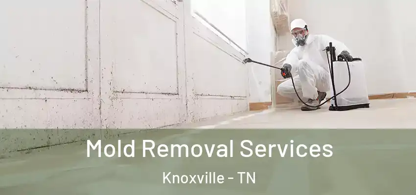  Mold Removal Services Knoxville - TN
