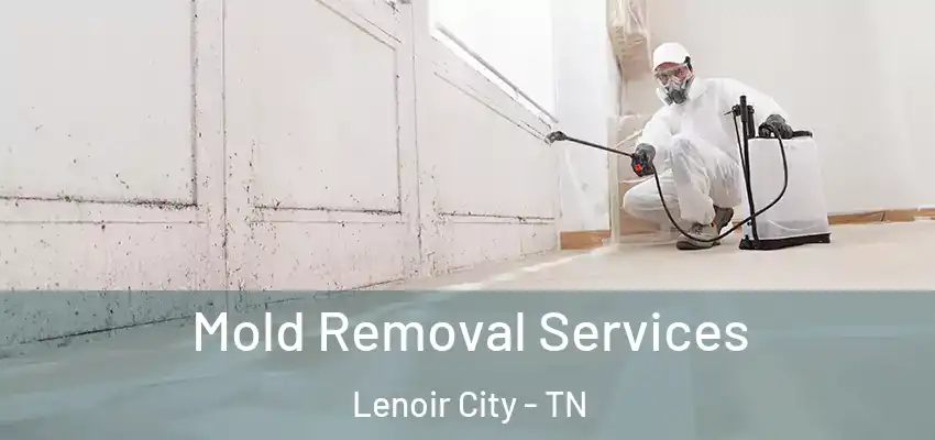  Mold Removal Services Lenoir City - TN