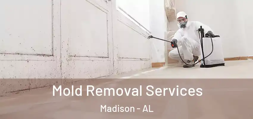  Mold Removal Services Madison - AL