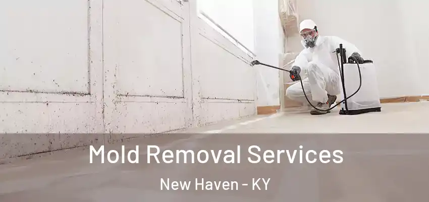 Mold Removal Services New Haven - KY