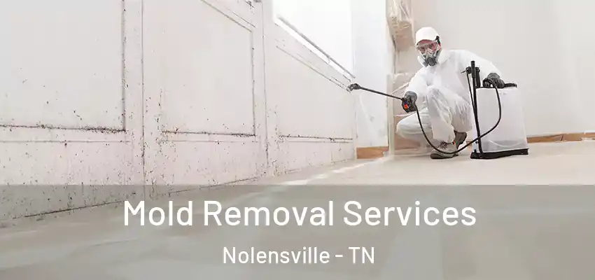 Mold Removal Services Nolensville - TN