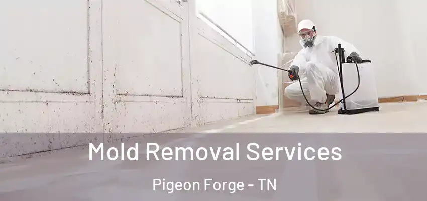  Mold Removal Services Pigeon Forge - TN