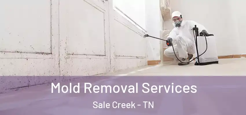  Mold Removal Services Sale Creek - TN