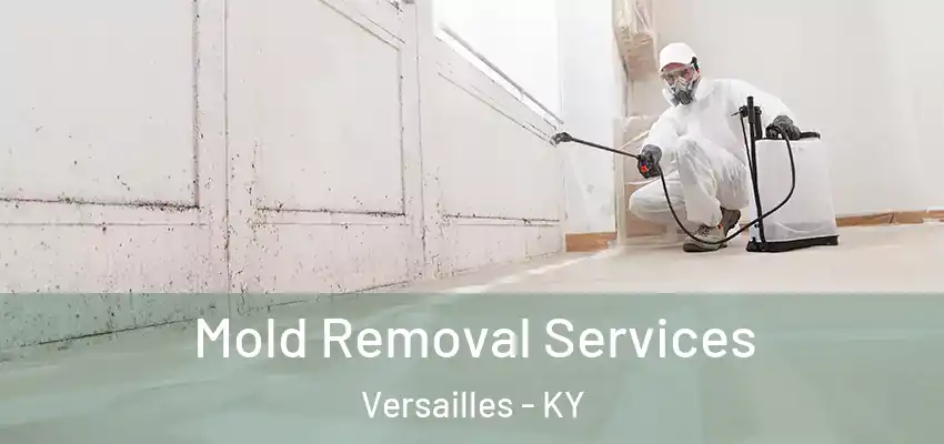  Mold Removal Services Versailles - KY