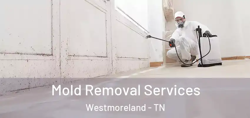  Mold Removal Services Westmoreland - TN